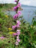 Spiranthes australis. Часть соцветия. Приморье, ЗАТО г. Фокино, о. Путятина, на скалах морского побережья. 17.08.2016.