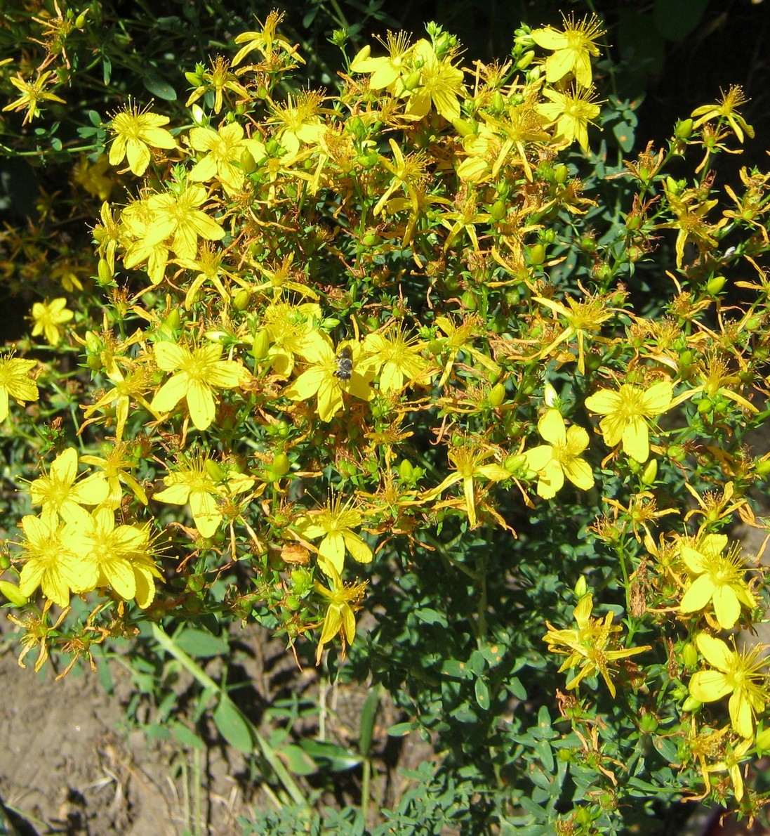 Image of Hypericum perforatum specimen.