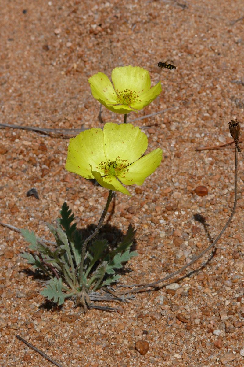 Изображение особи род Papaver.