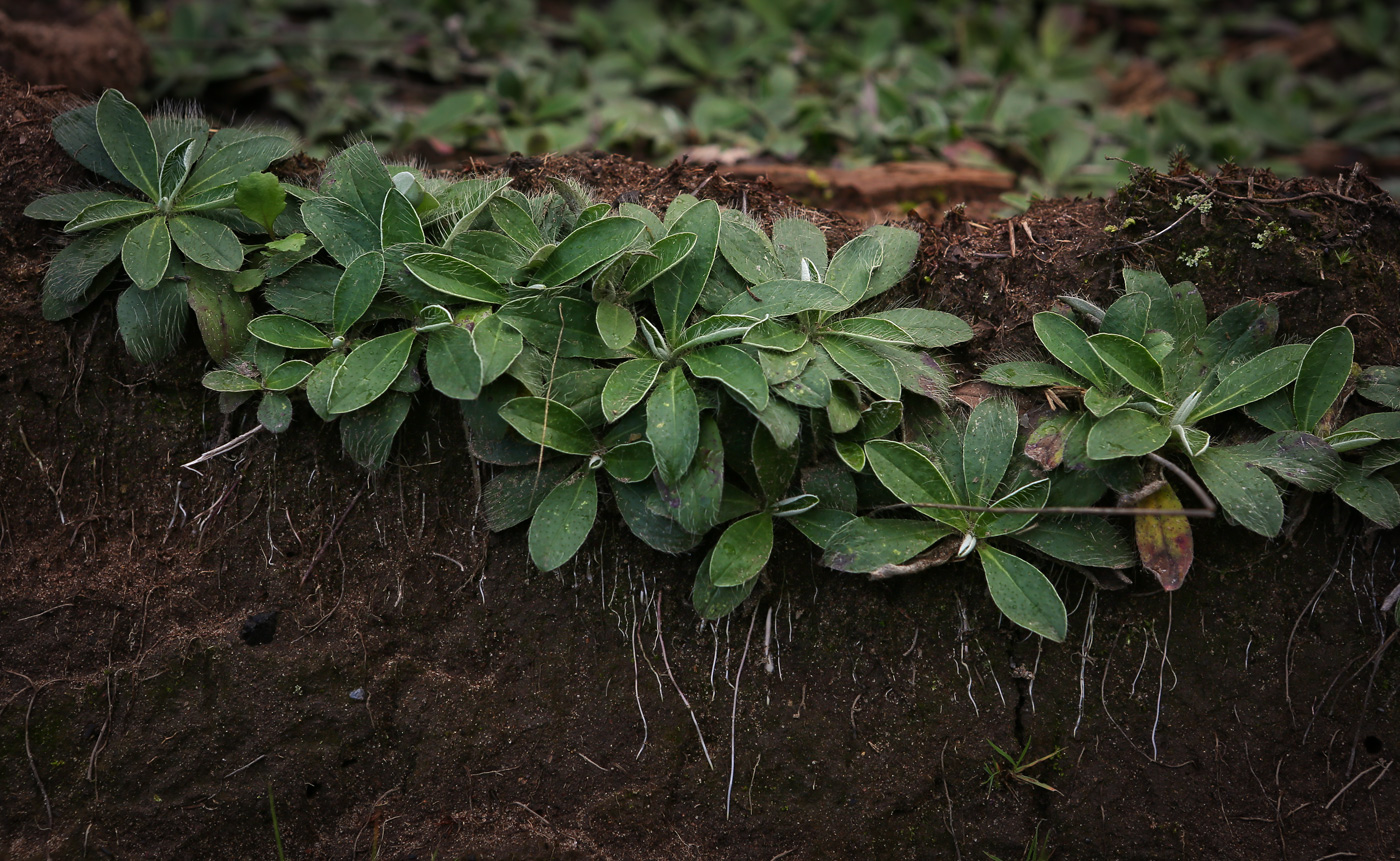 Изображение особи Pilosella officinarum.