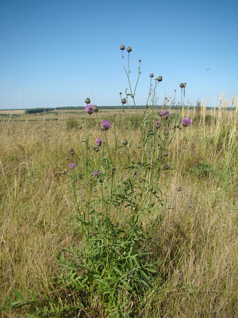 Image of Centaurea scabiosa specimen.