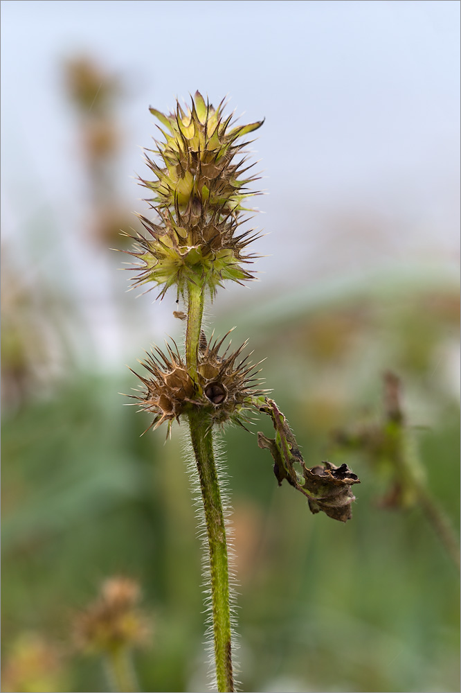 Image of Galeopsis tetrahit specimen.