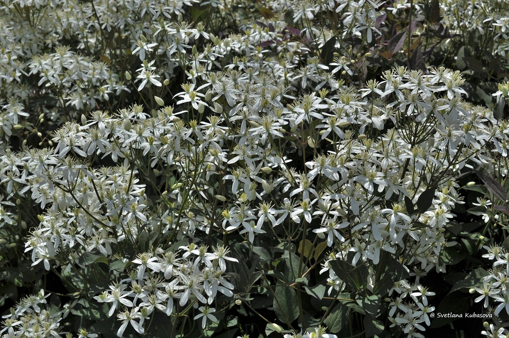 Image of Clematis recta specimen.