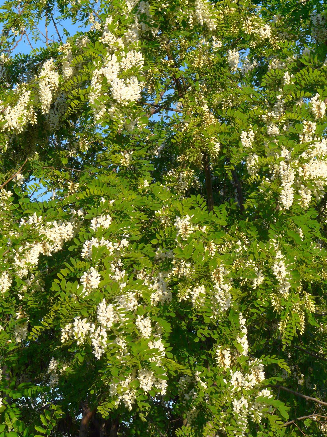 Изображение особи Robinia pseudoacacia.