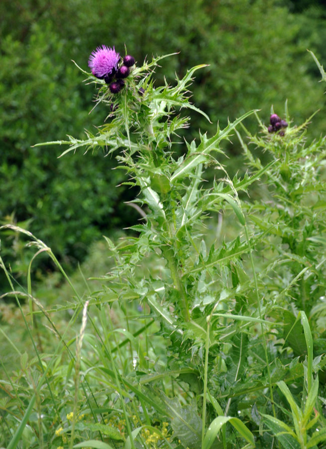 Image of Cirsium elbrusense specimen.