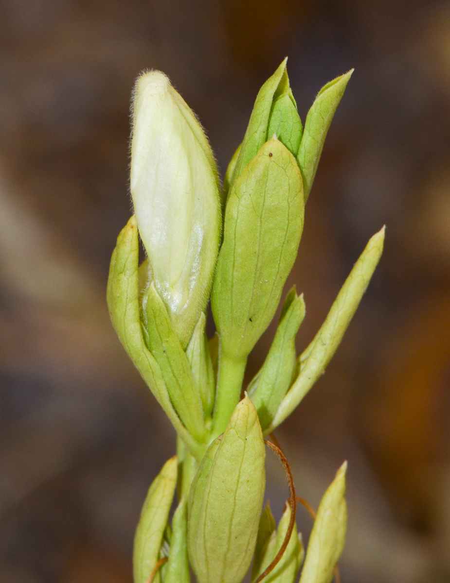 Image of Justicia adhatoda specimen.