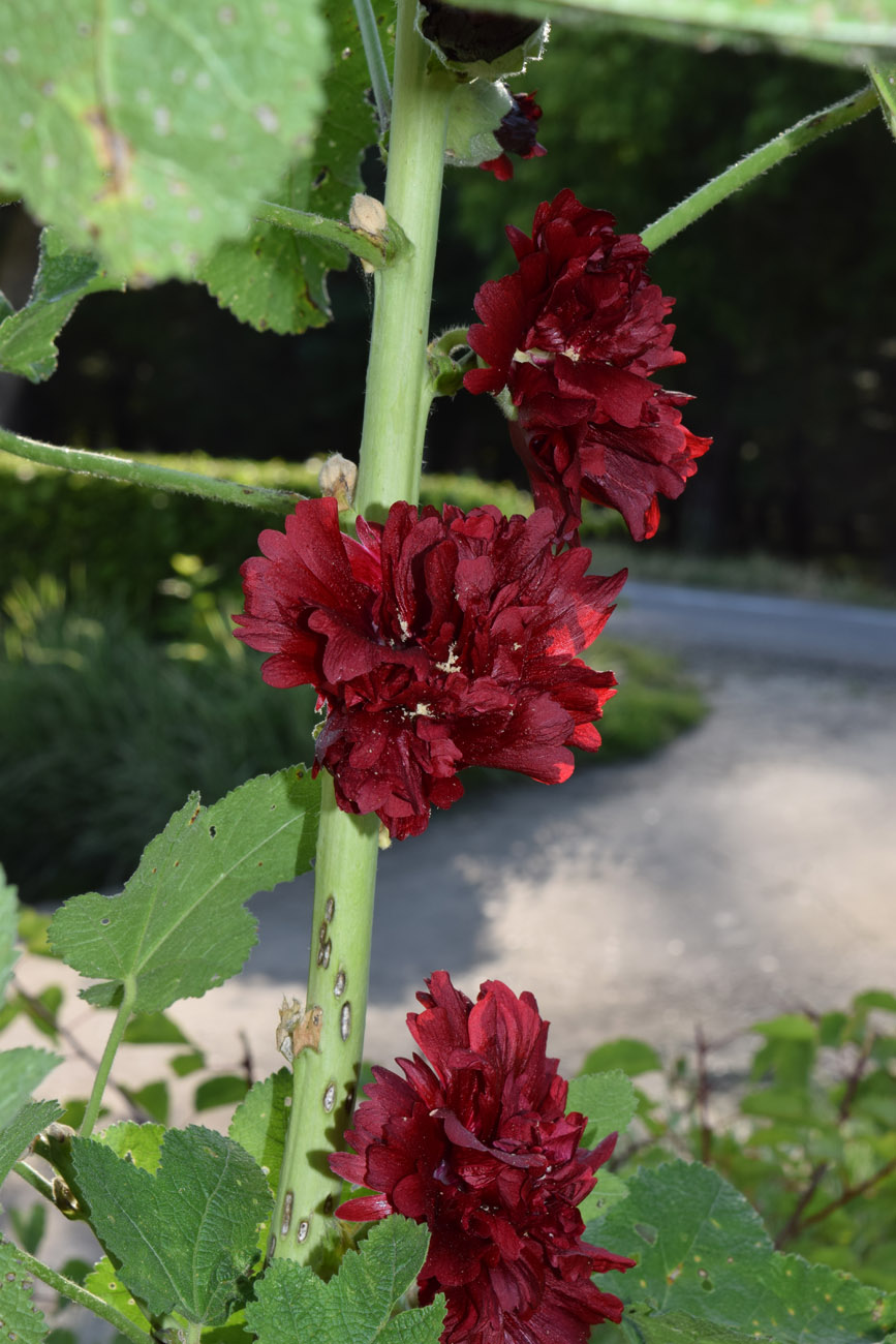 Image of Alcea rosea specimen.