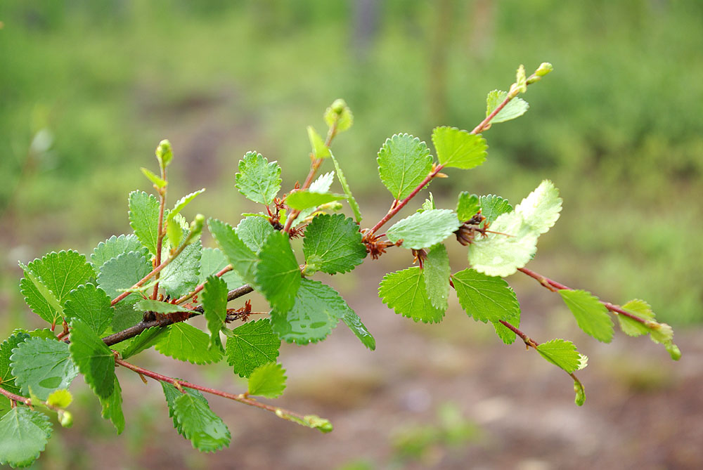 Image of Betula exilis specimen.