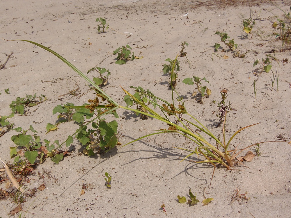 Image of Cyperus glomeratus specimen.