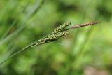 Carex nigra