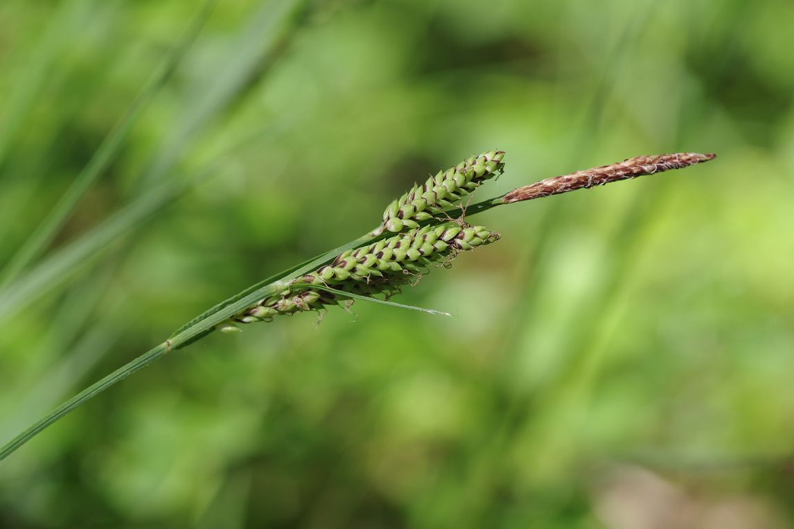 Изображение особи Carex nigra.