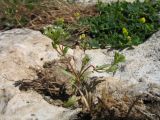 Valerianella plagiostephana