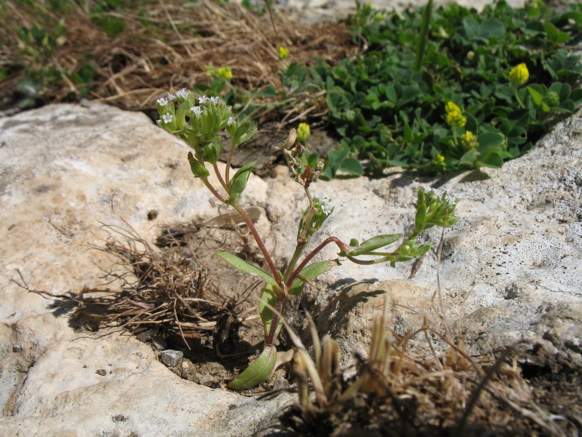 Image of Valerianella plagiostephana specimen.