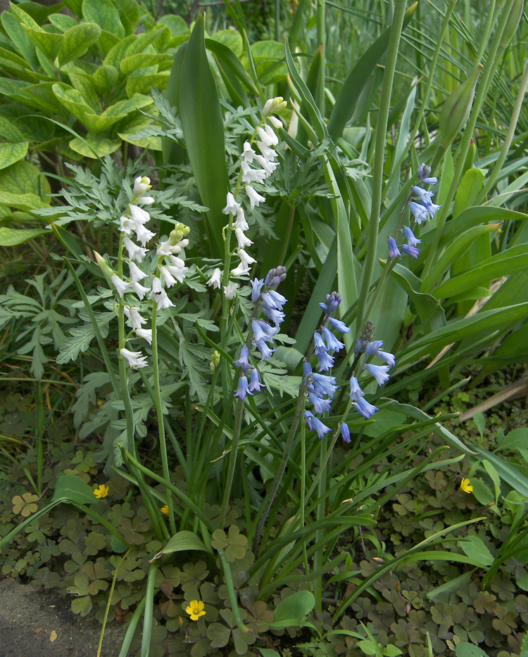 Image of Brimeura amethystina specimen.