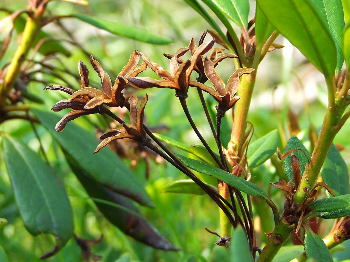 Изображение особи Rhododendron aureum.