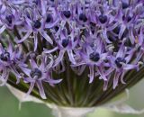 Allium cyrilli