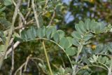 Sophora tomentosa