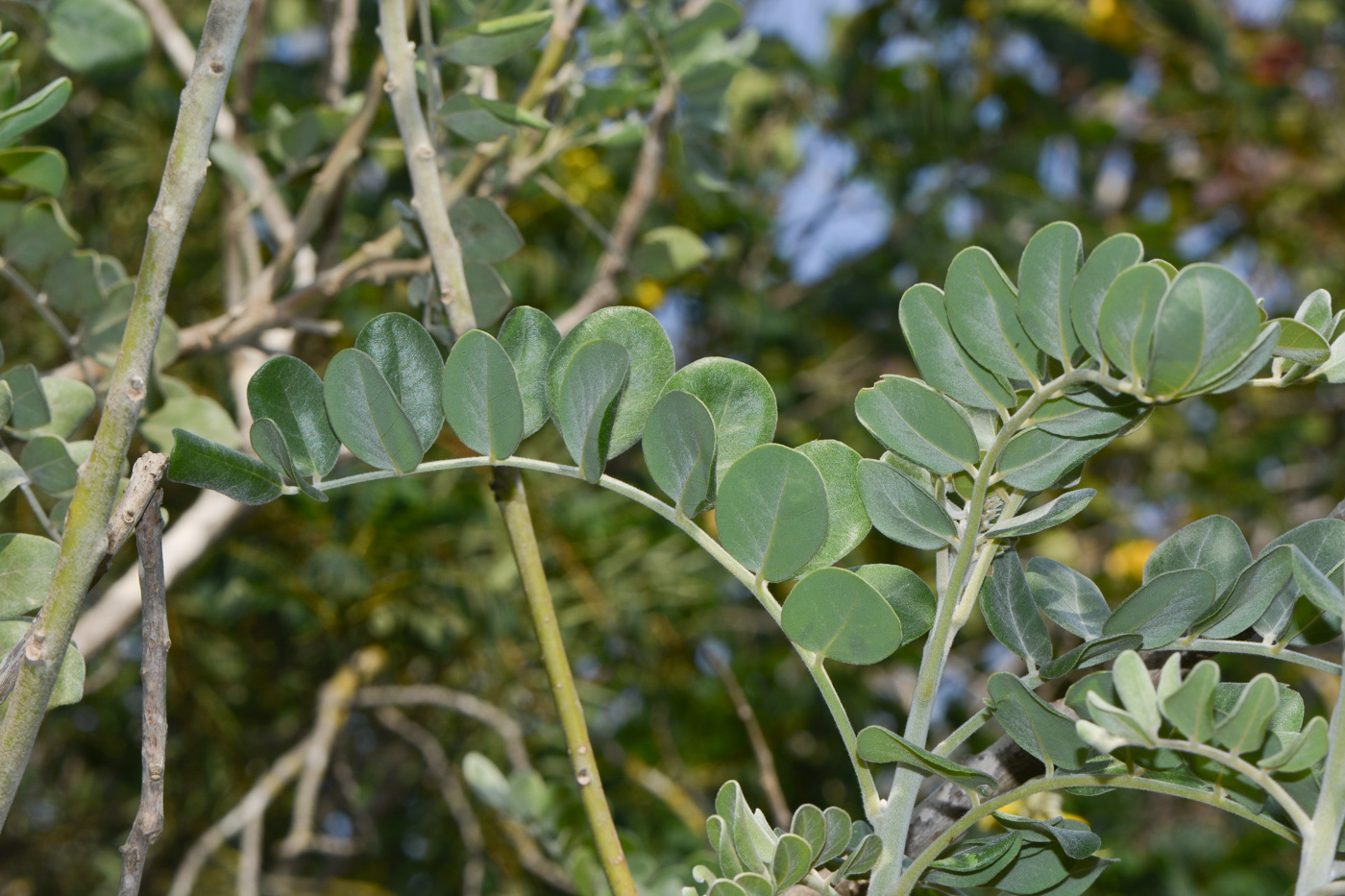 Изображение особи Sophora tomentosa.