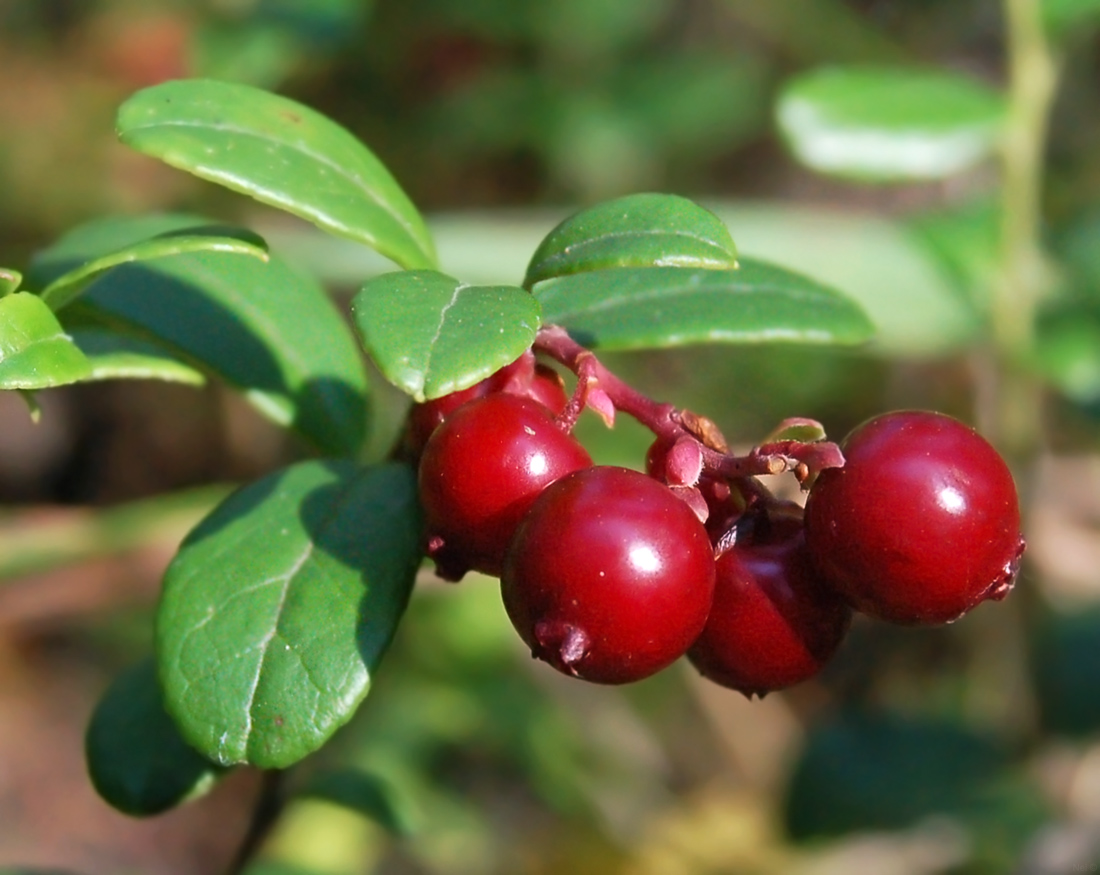 Image of Vaccinium vitis-idaea specimen.