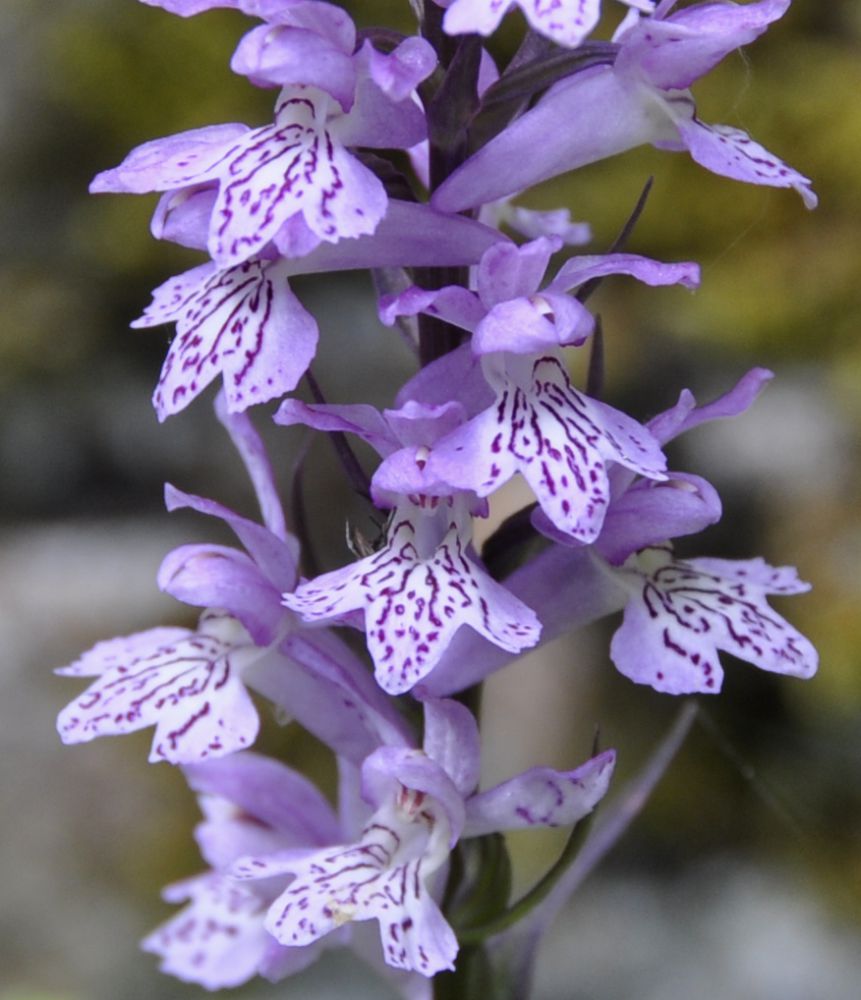 Изображение особи Dactylorhiza saccifera.