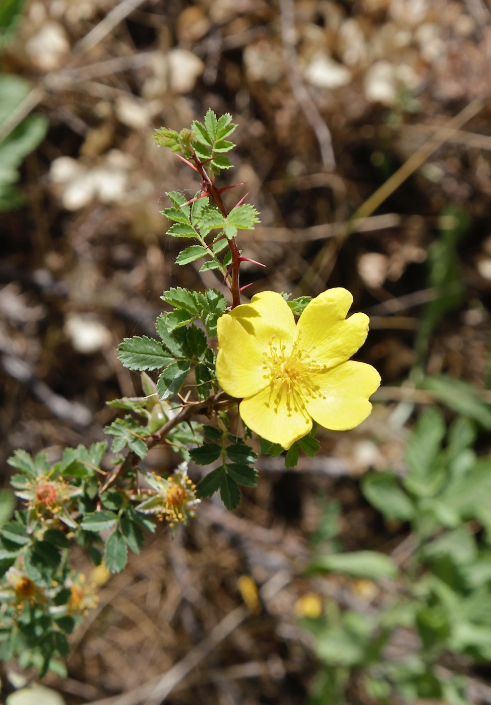 Image of Rosa ecae specimen.