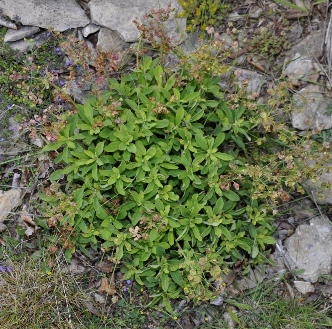 Image of genus Euphorbia specimen.