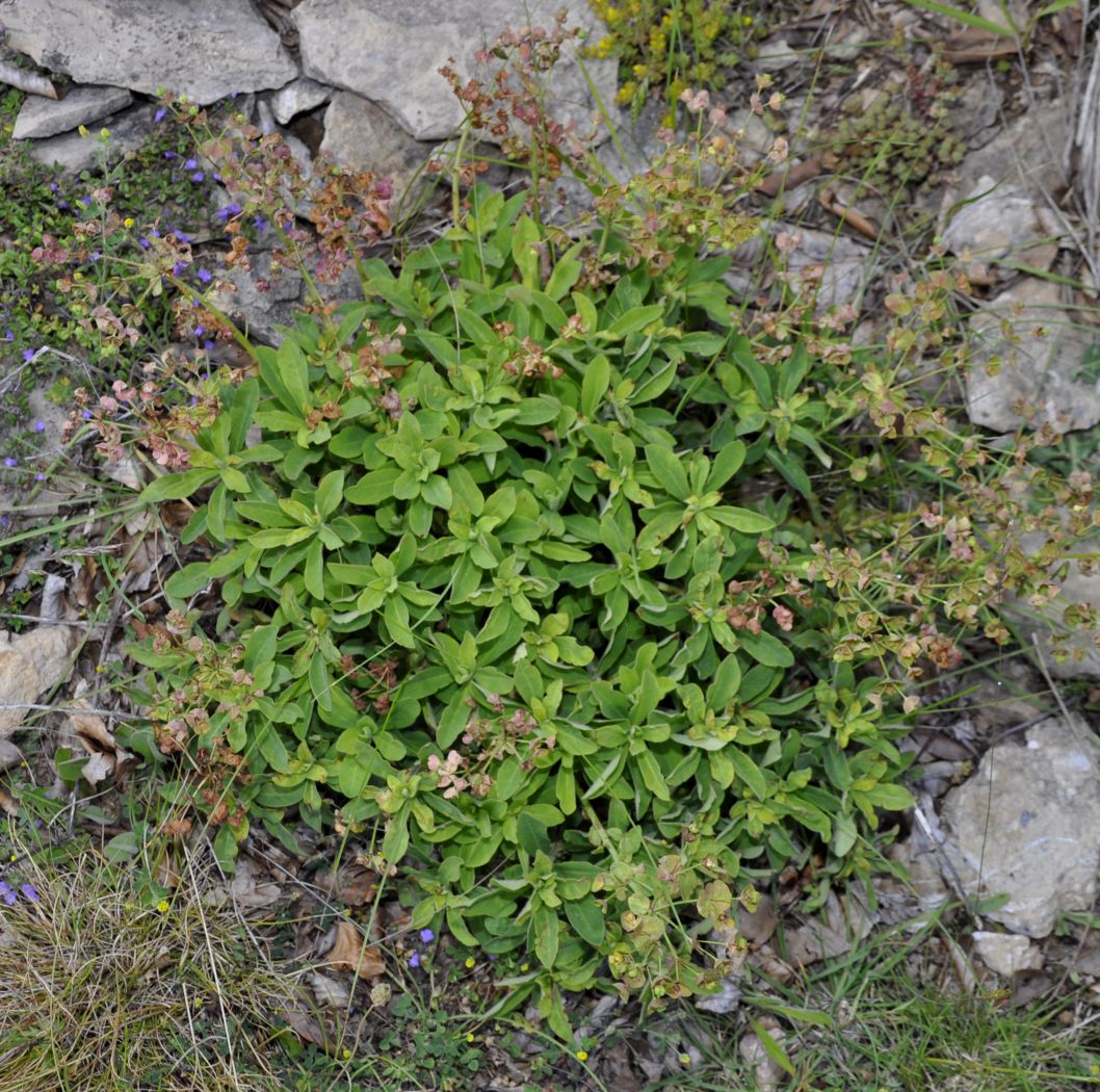 Изображение особи род Euphorbia.