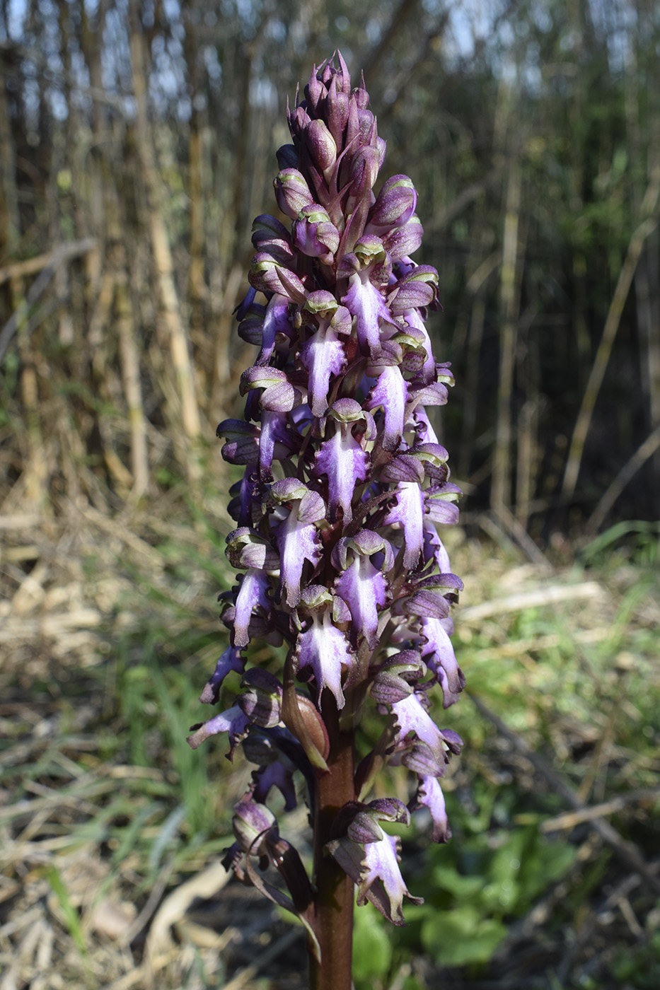 Image of Himantoglossum robertianum specimen.