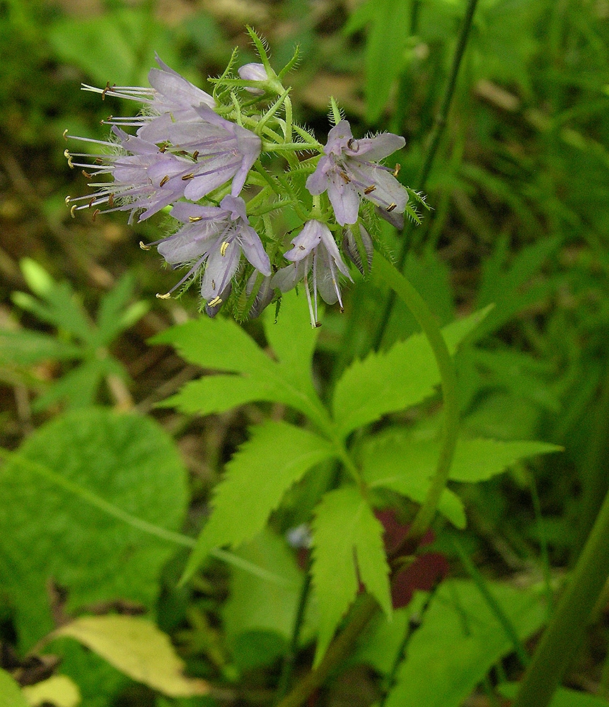 Image of Hydrophyllum virginianum specimen.