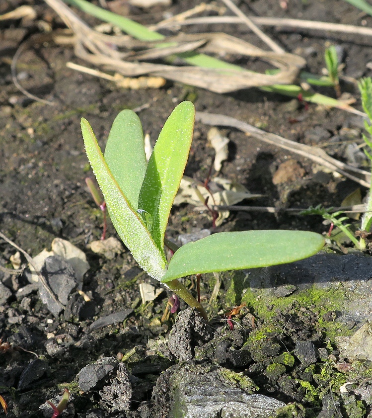 Изображение особи Atriplex micrantha.