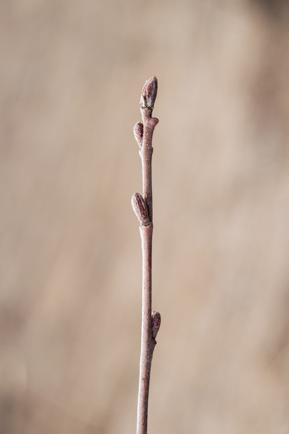 Image of Alnus incana specimen.