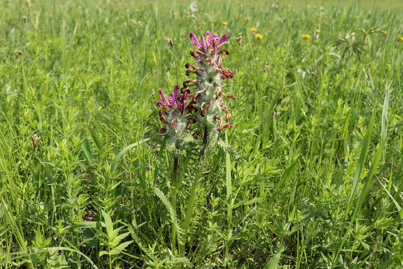 Image of Pedicularis dasystachys specimen.