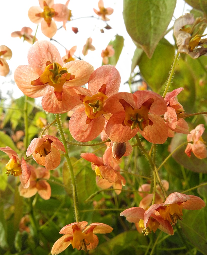 Image of Epimedium &times; warleyense specimen.