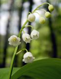 Convallaria majalis