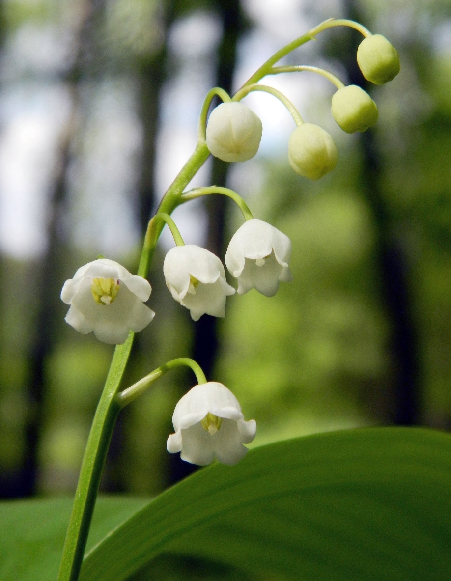 Изображение особи Convallaria majalis.