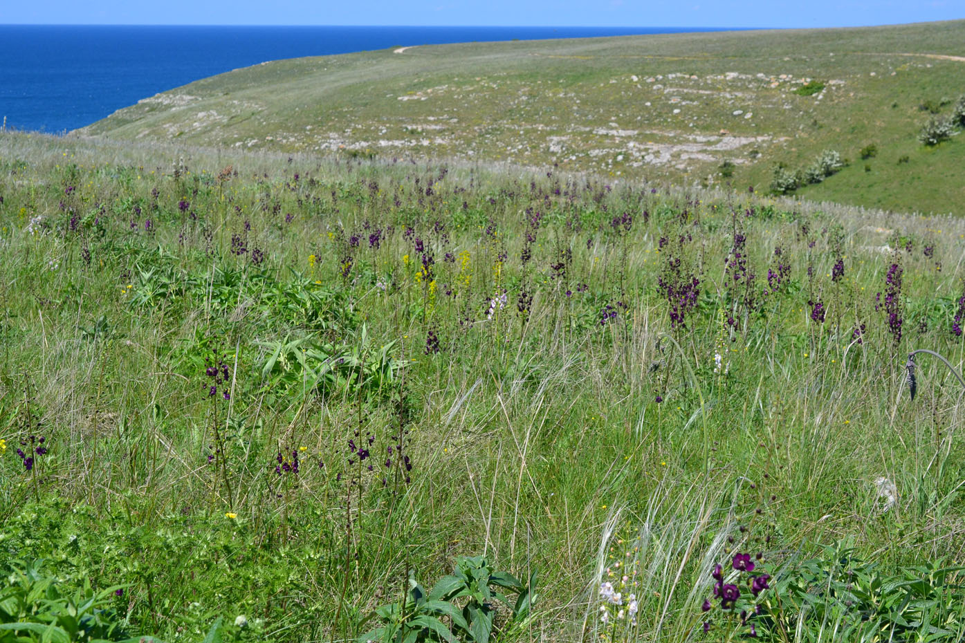 Image of Verbascum phoeniceum specimen.
