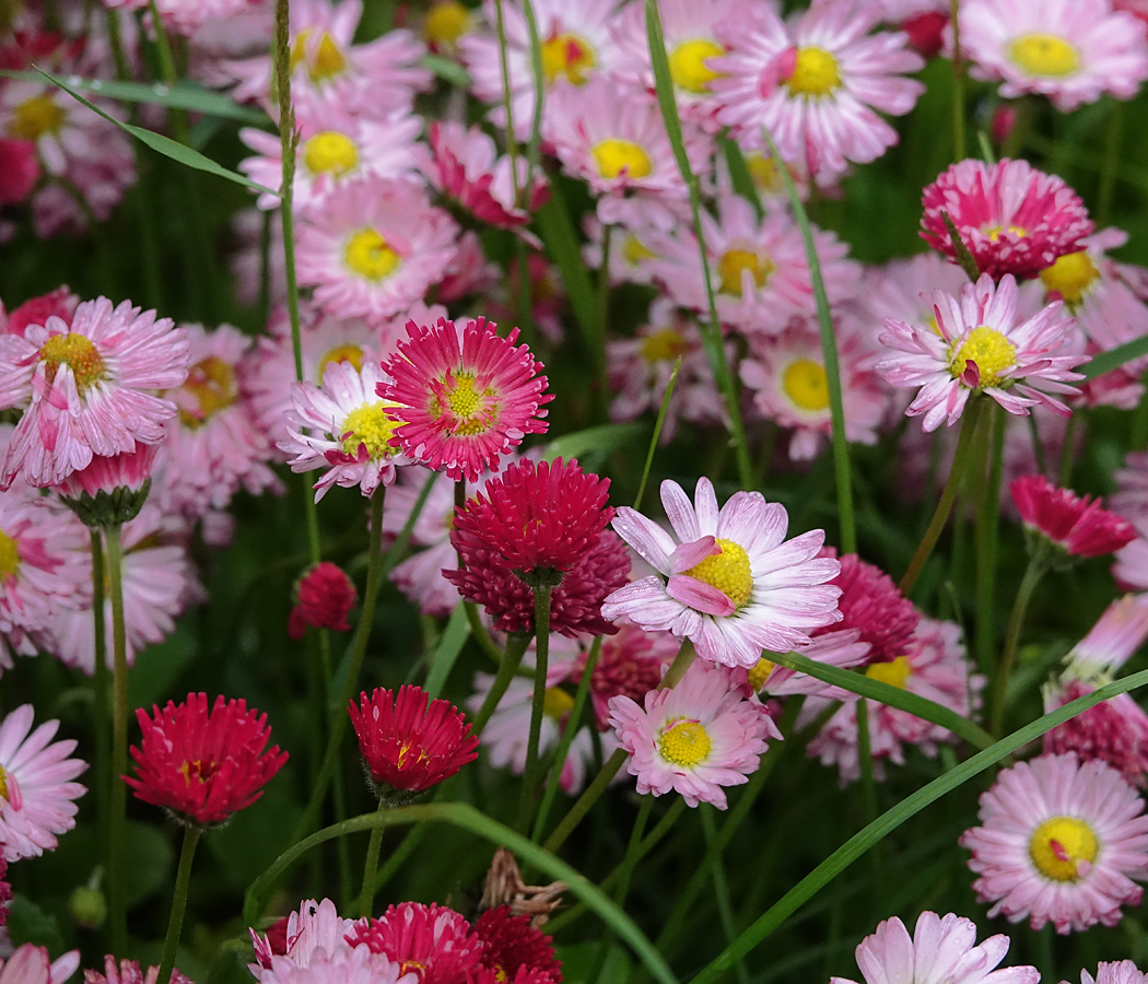 Image of Bellis perennis specimen.