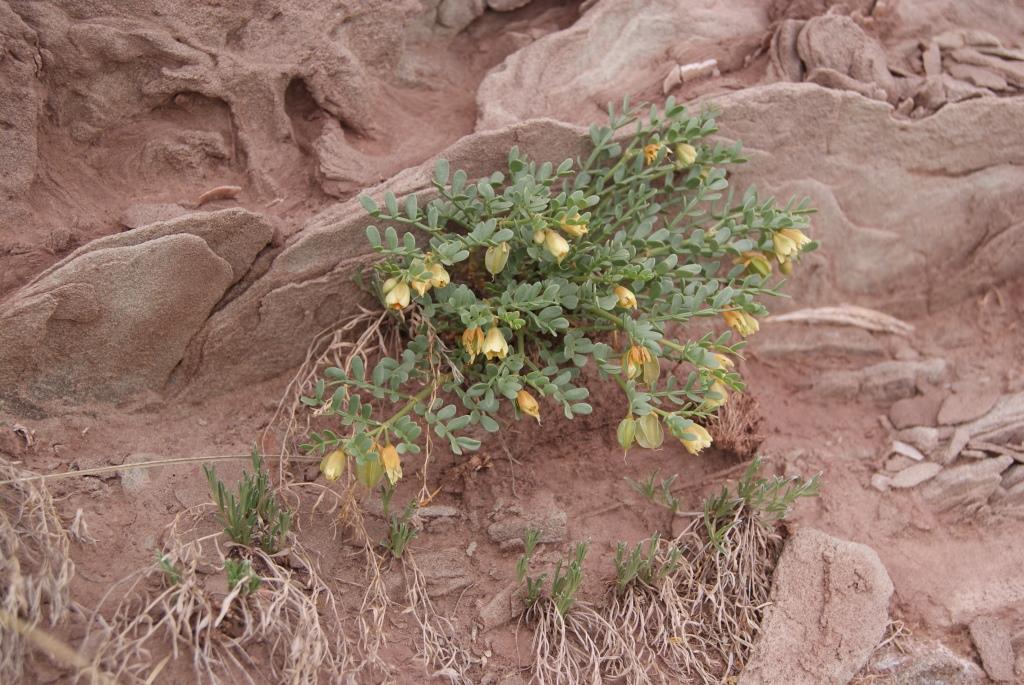 Image of Zygophyllum pinnatum ssp. chakassicum specimen.