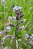 Myosotis ramosissima. Верхняя часть растения. Крым, Севастополь. 16 апреля 2010 г.