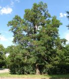 Robinia pseudoacacia
