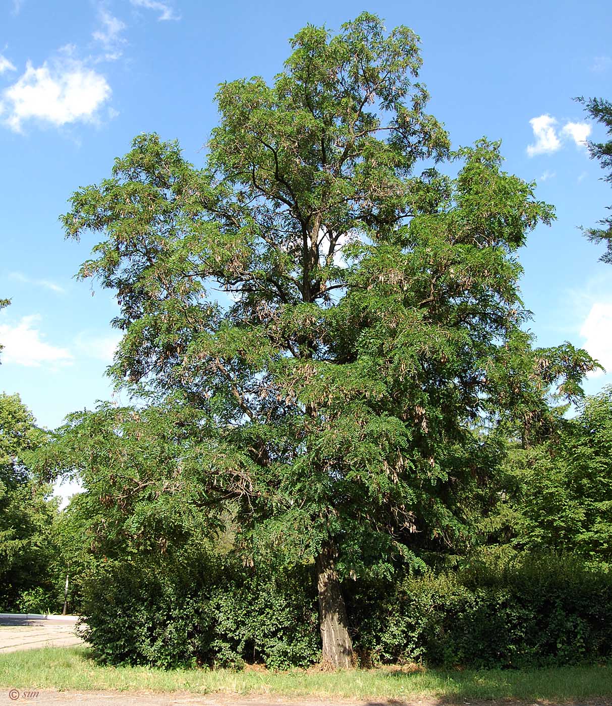 Изображение особи Robinia pseudoacacia.