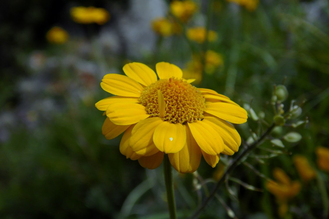 Image of Anthemis marschalliana ssp. pectinata specimen.