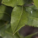 Inula aspera