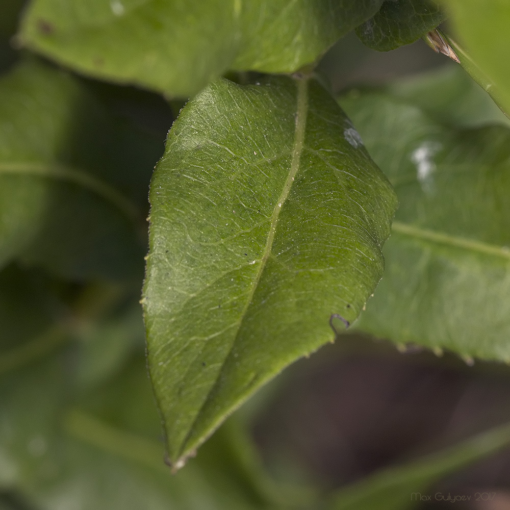 Изображение особи Inula aspera.