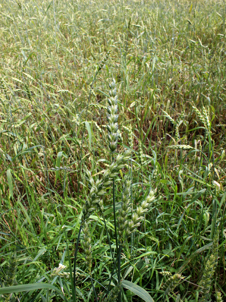 Изображение особи Triticum aestivum.