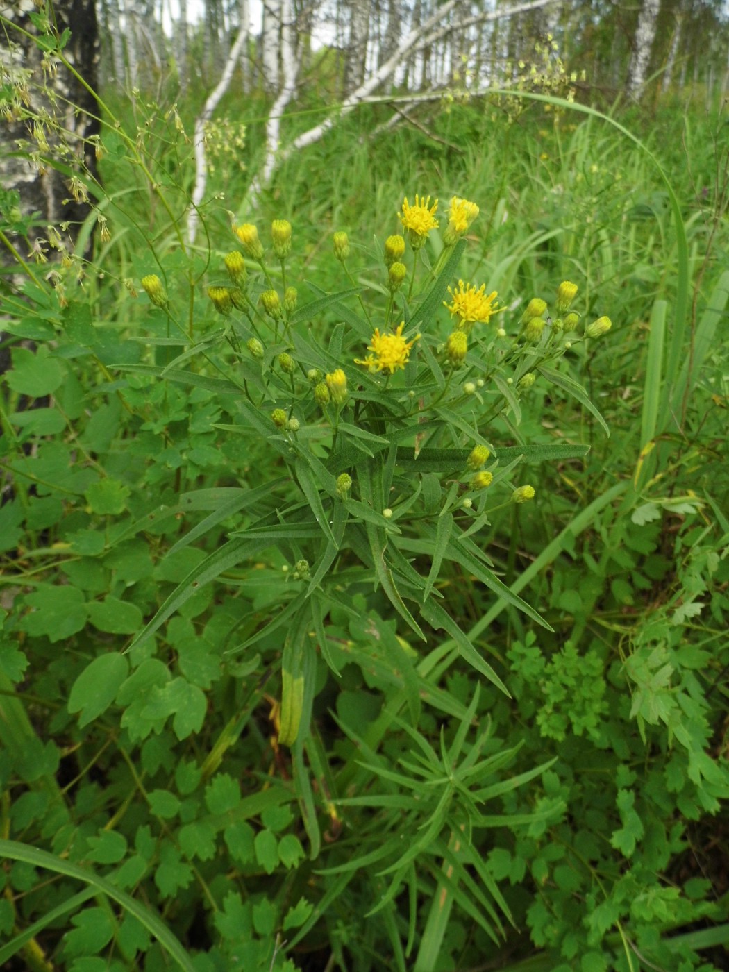 Image of Galatella biflora specimen.