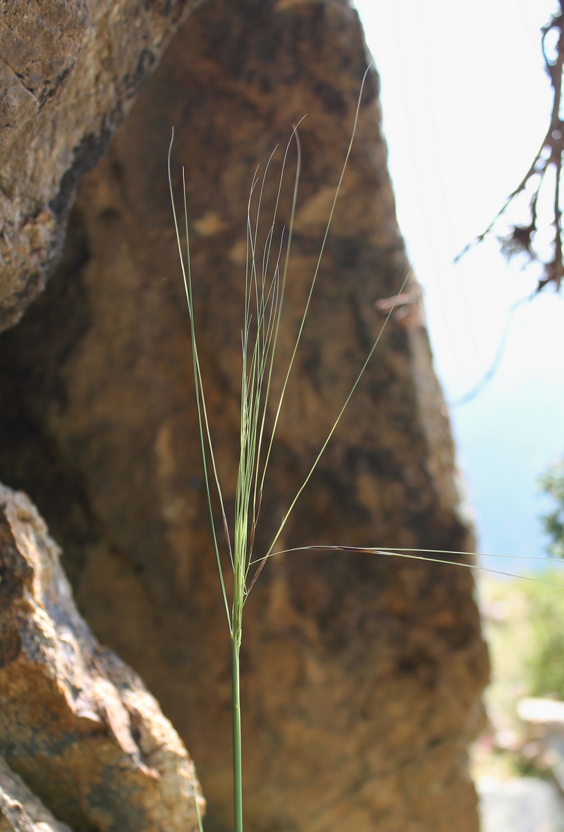 Изображение особи род Stipa.