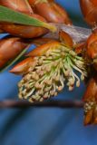 Hakea multilineata