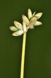 Image of taxon representative. Author is Вера Волкотруб