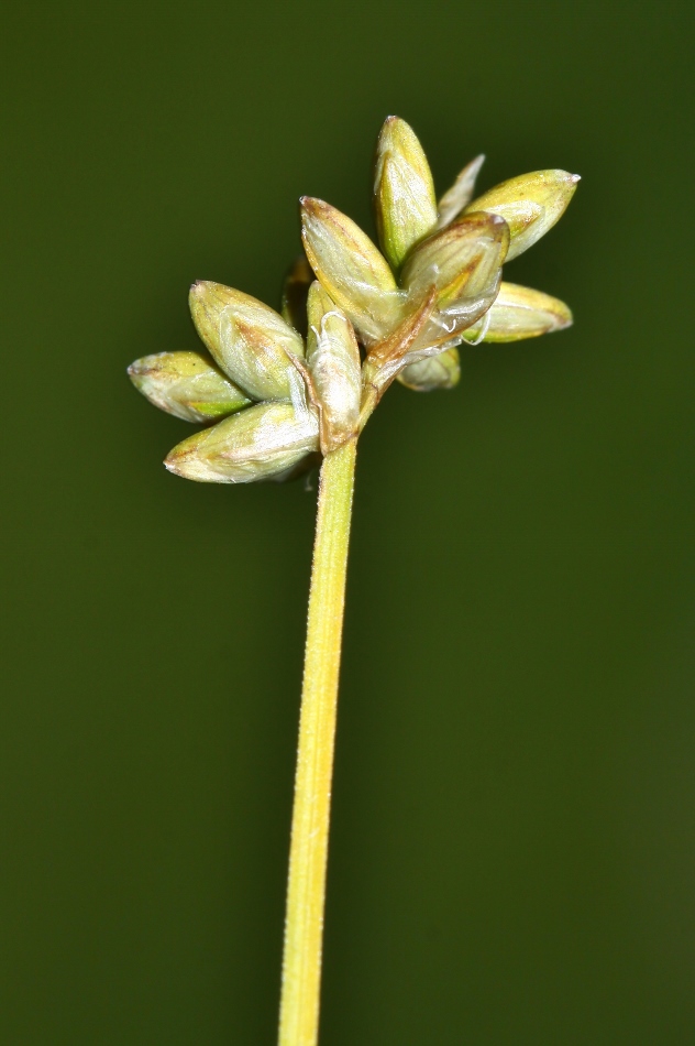 Изображение особи Carex tenuiflora.